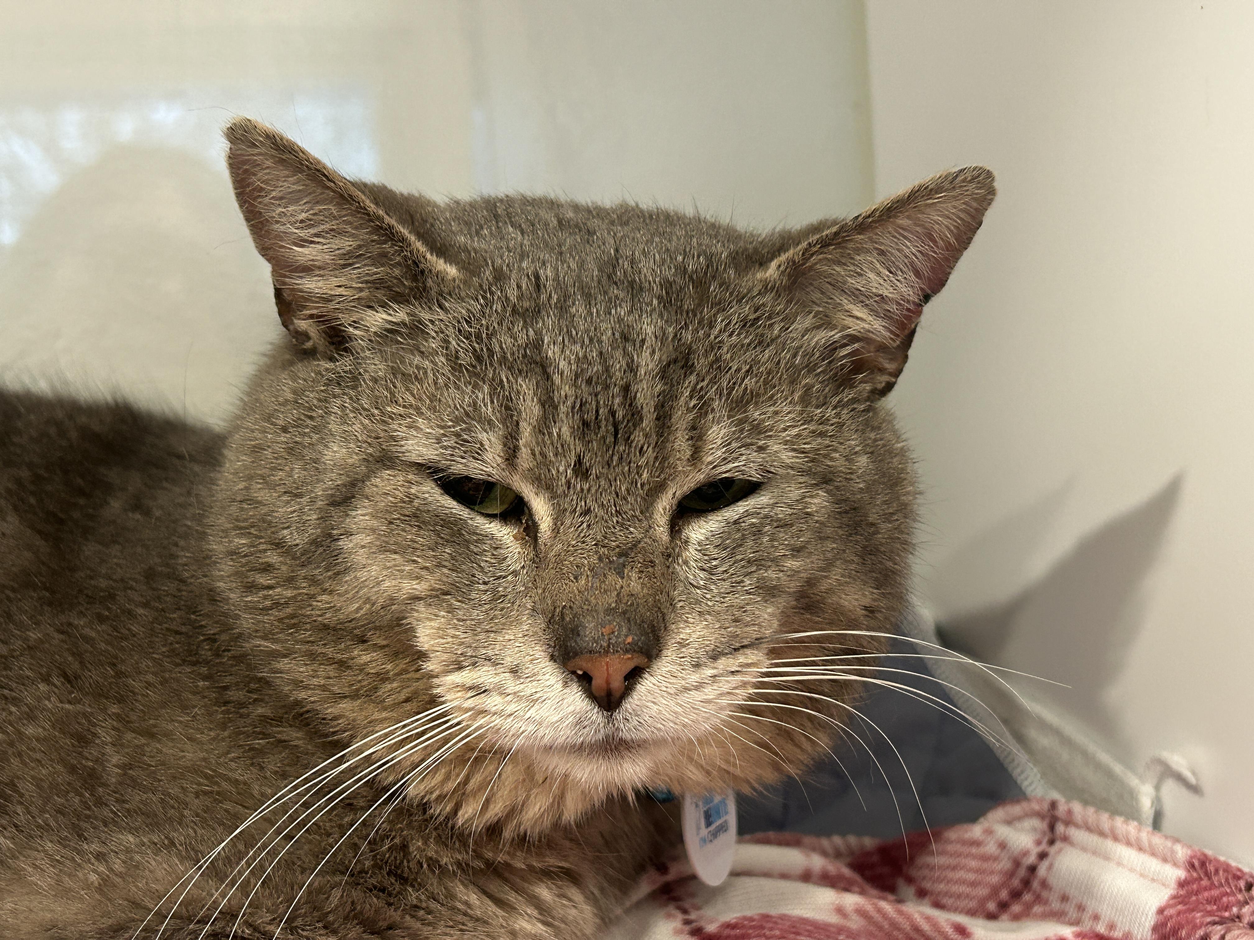 Enlarge PONYBOY (not quite ready yet), a ADOPTABLE Domestic Short Hair in Grand Rapids, MI image 3/5