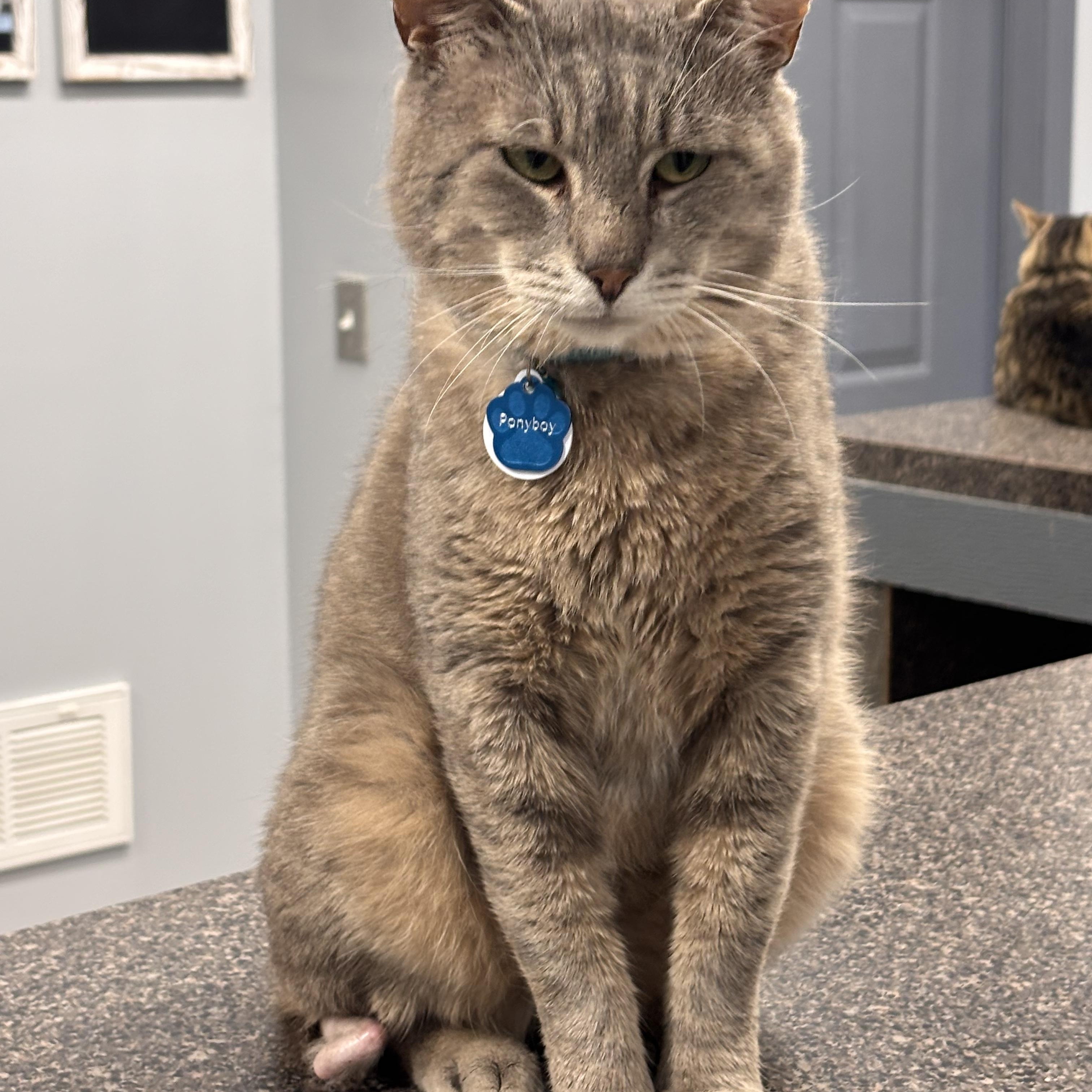 Enlarge PONYBOY, a ADOPTABLE Domestic Short Hair in Grand Rapids, MI image 2/6