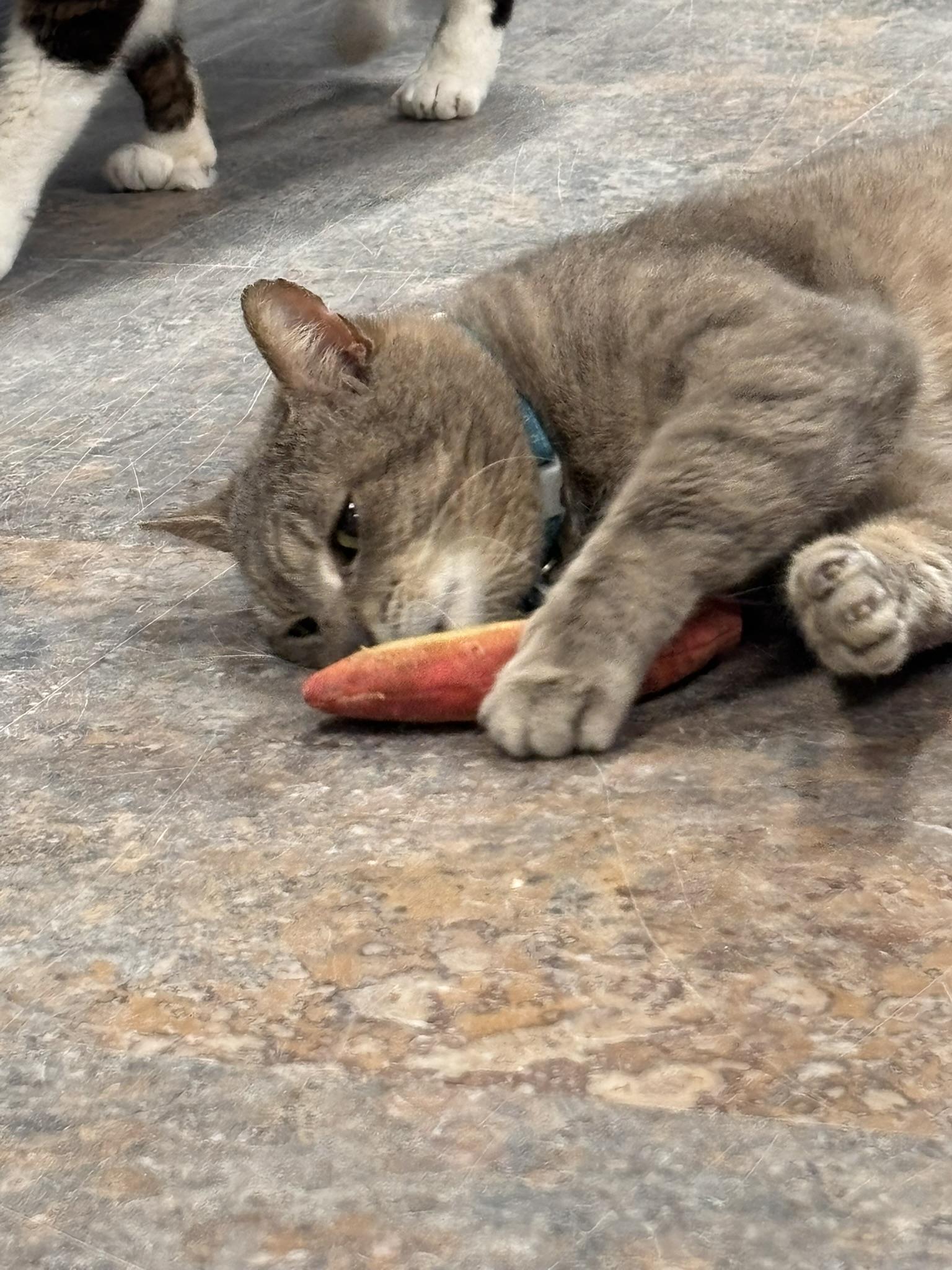 Enlarge PONYBOY (not quite ready yet), a ADOPTABLE Domestic Short Hair in Grand Rapids, MI image 2/5