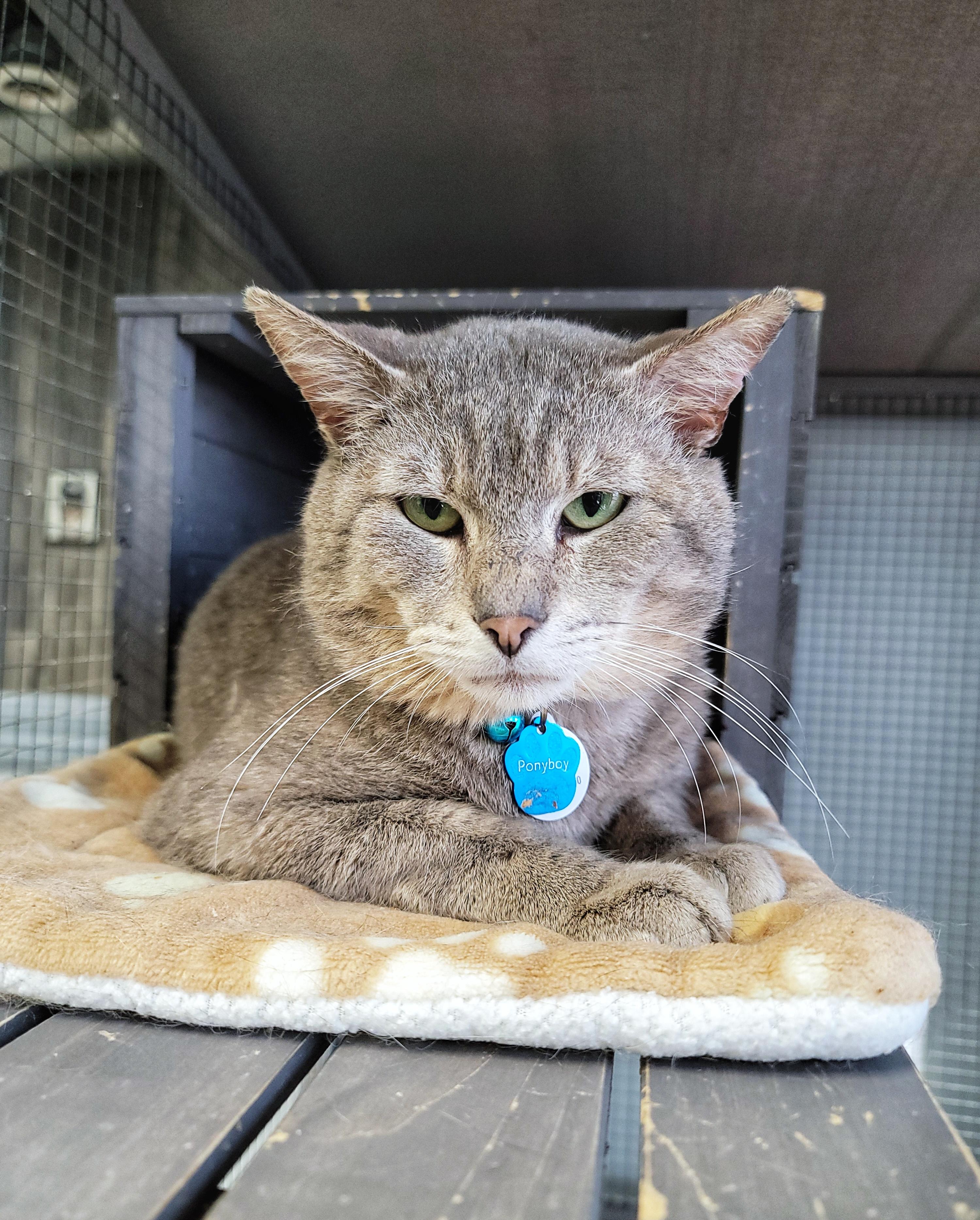 PONYBOY (not quite ready yet), ADOPTABLE, Adult Male Domestic Short Hair.