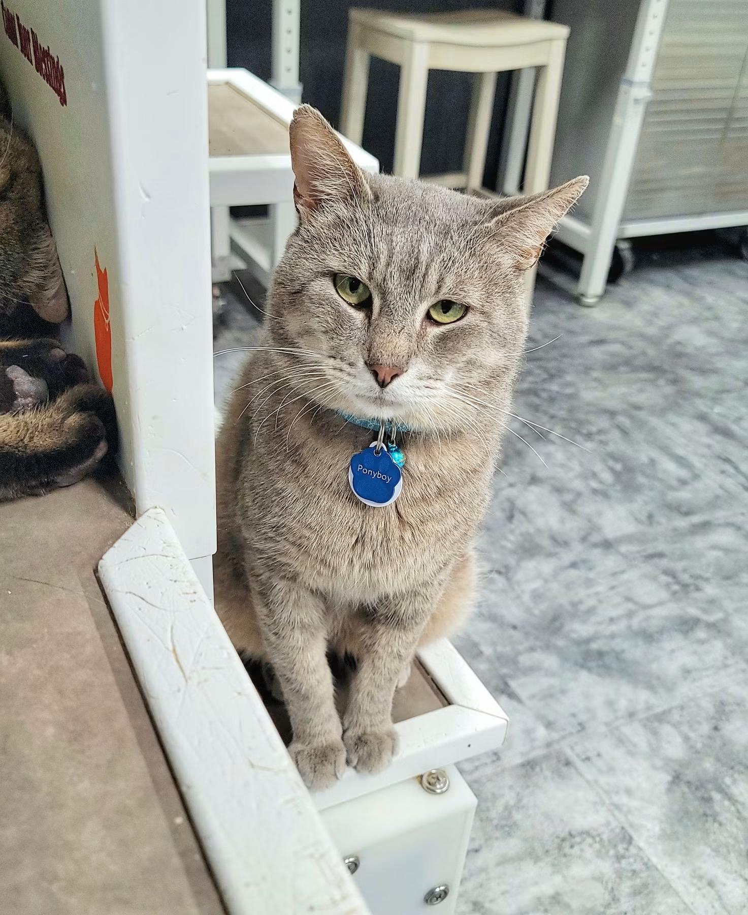 PONYBOY, ADOPTABLE, Adult Male Domestic Short Hair.