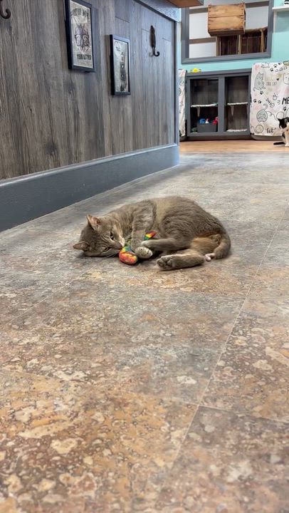 Enlarge PONYBOY (not quite ready yet), a ADOPTABLE Domestic Short Hair in Grand Rapids, MI video 4/5