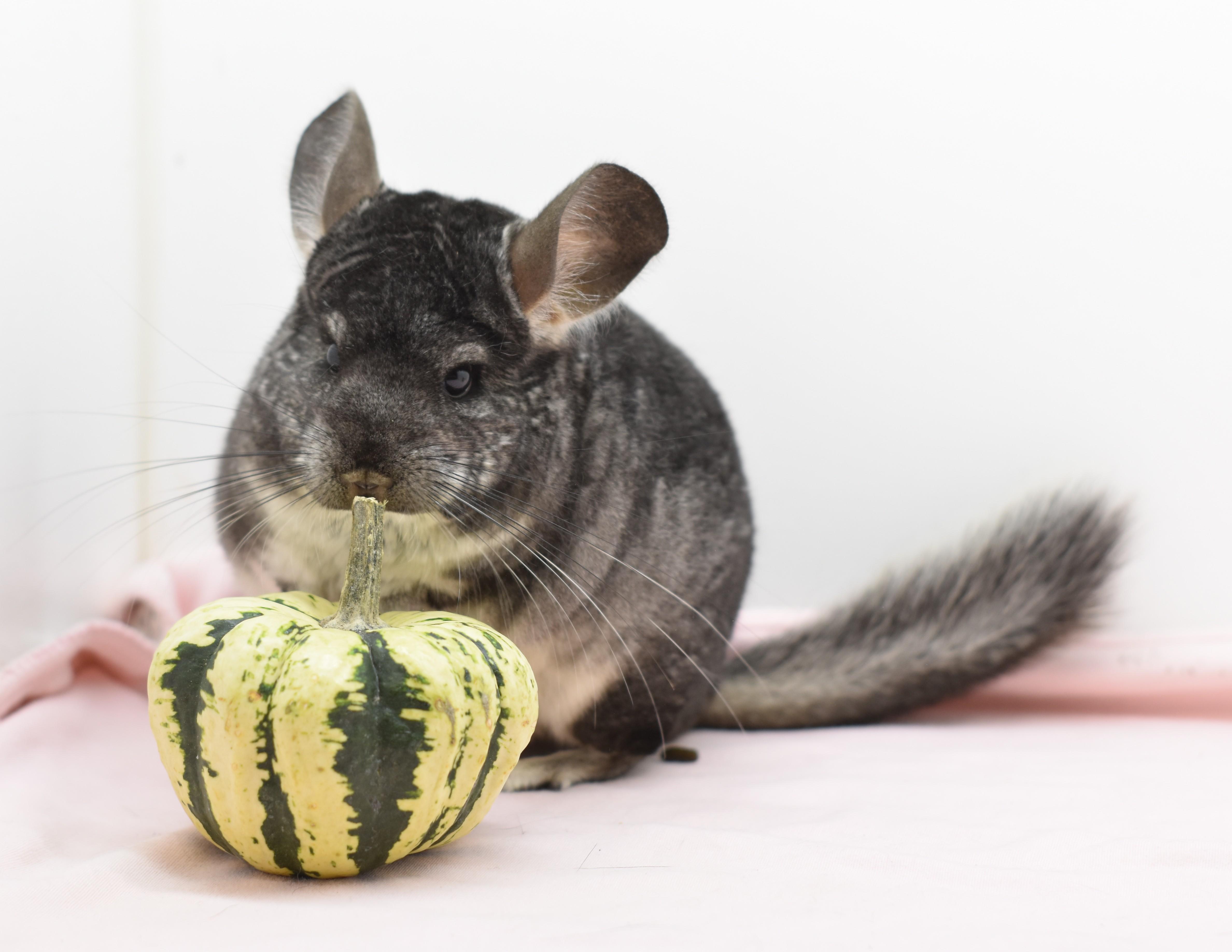 Enlarge Jelly, a Adoptable Chinchilla in Wolcott, IN image 1/1