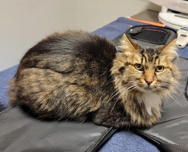 Mimi, a Adoptable mixed breed in Oakland, CA image 2/3