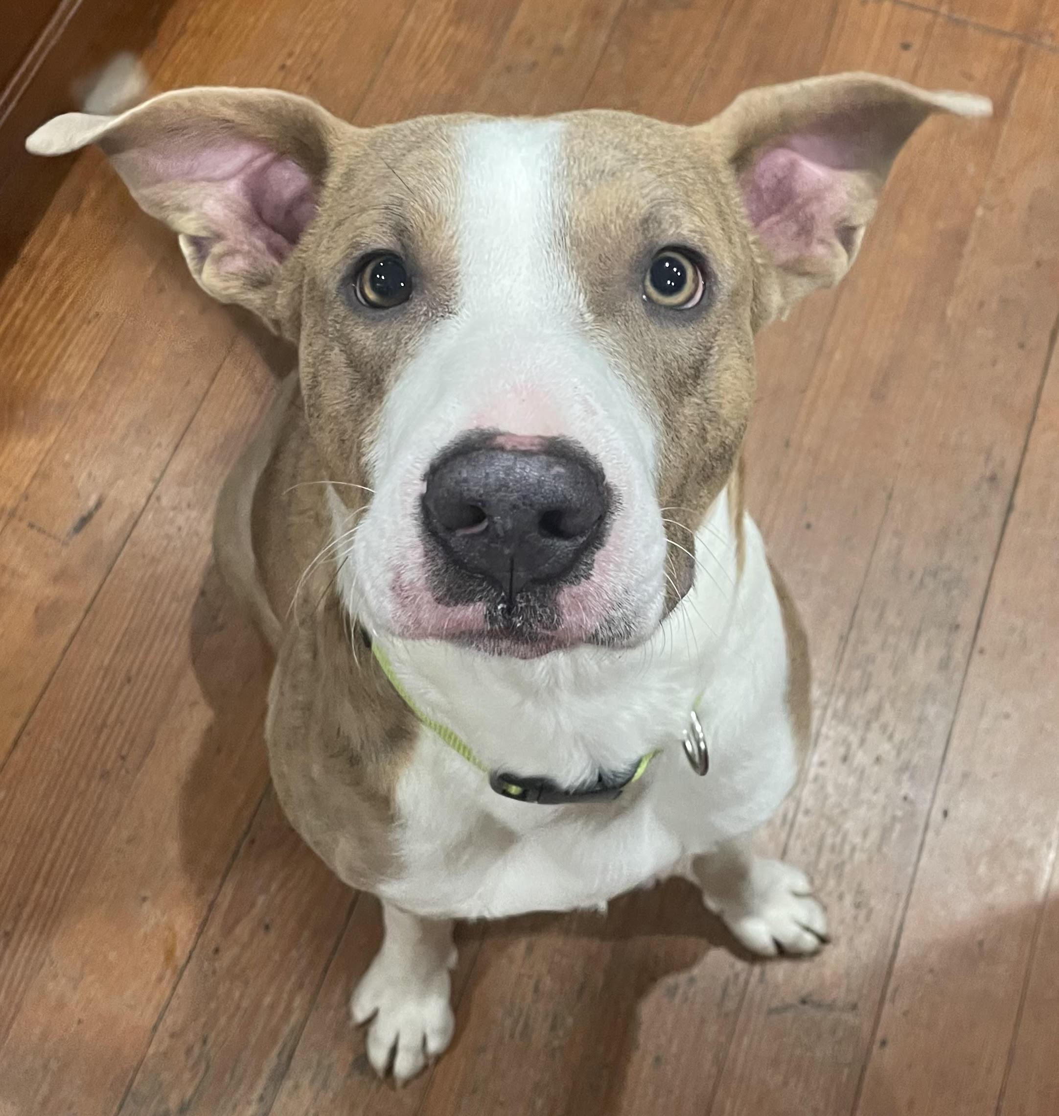 Enlarge Prancer, a ADOPTABLE mixed breed in Water Valley, MS image 1/6