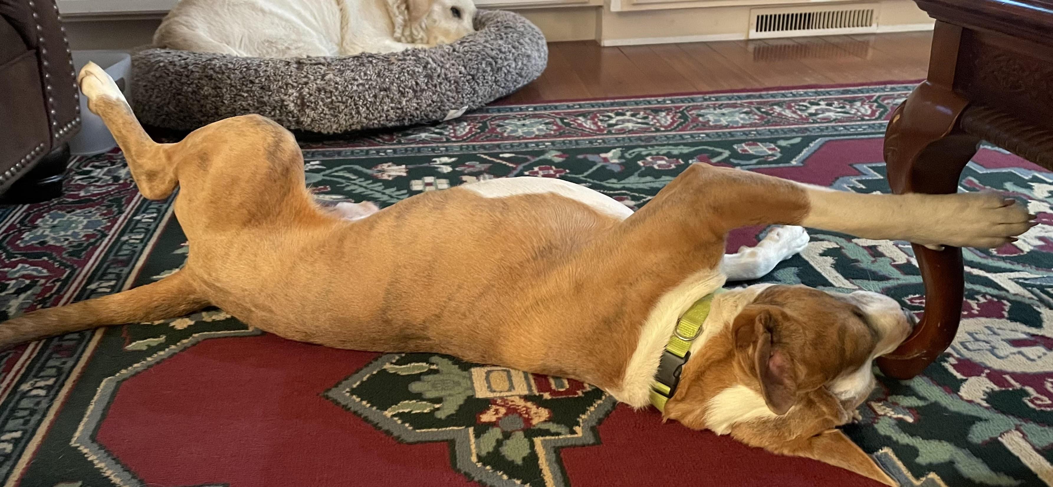 Enlarge Prancer, a ADOPTABLE mixed breed in Water Valley, MS image 4/6