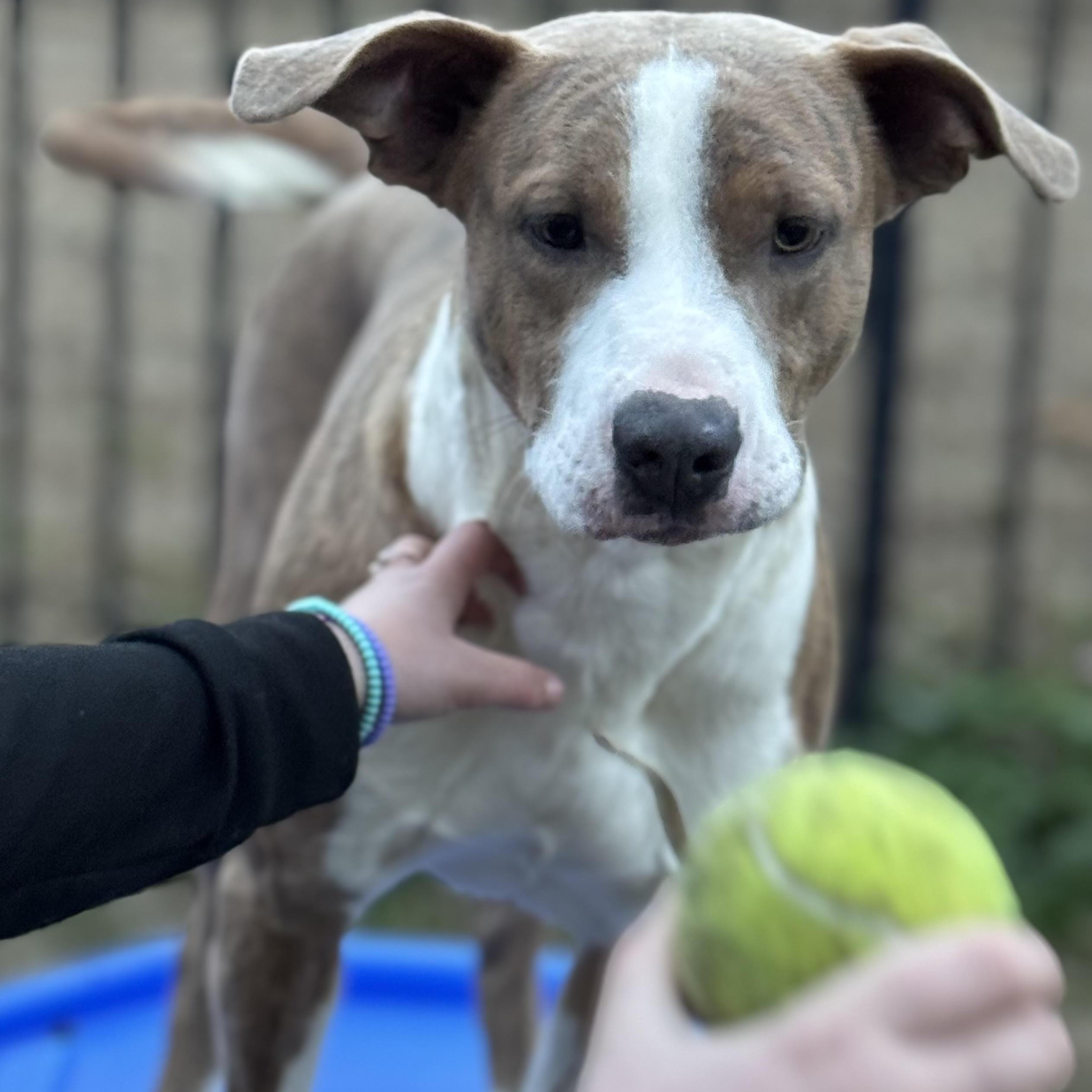 Enlarge Prancer, a ADOPTABLE mixed breed in Water Valley, MS image 2/4