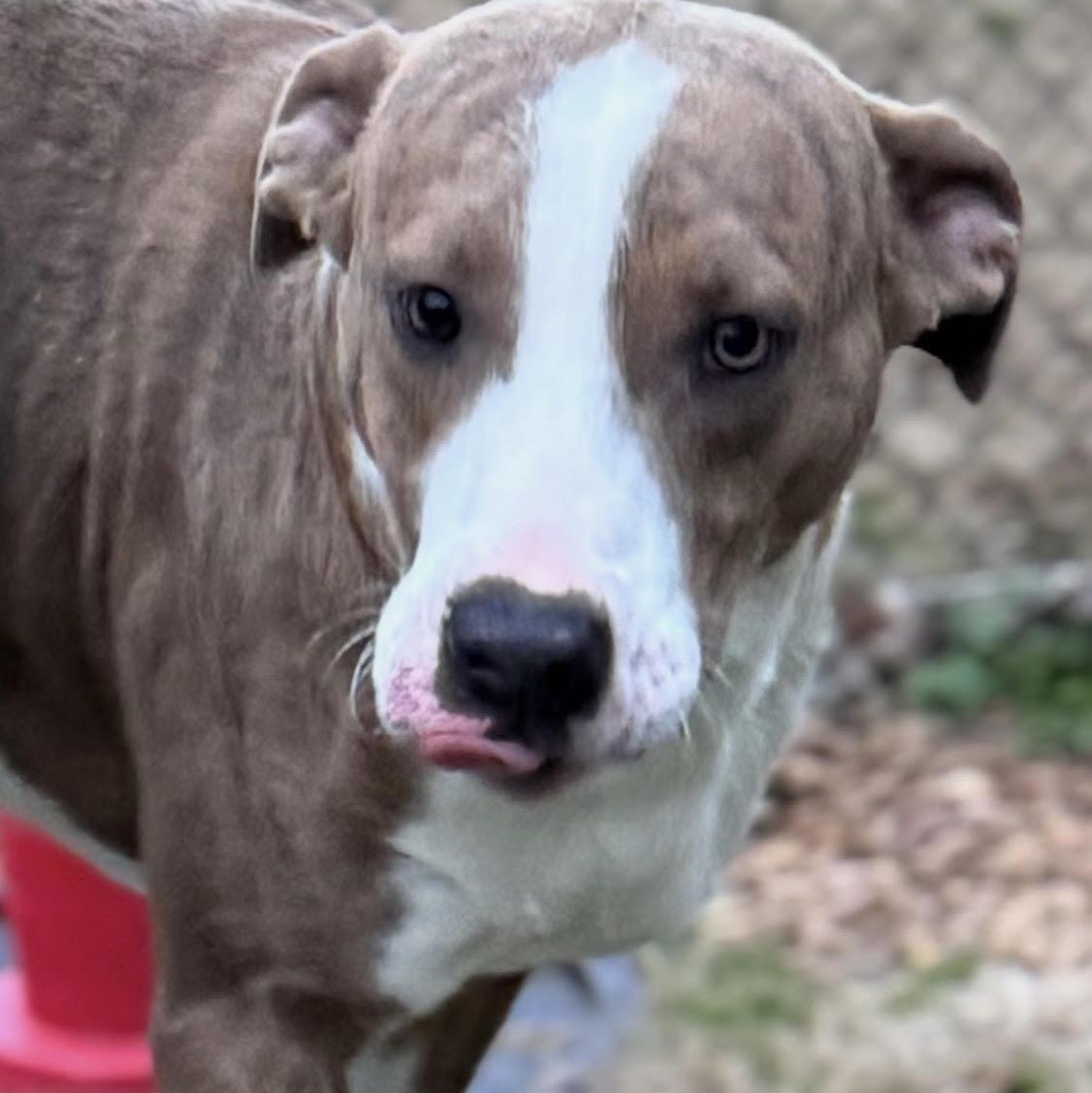 Enlarge Prancer, a ADOPTABLE mixed breed in Water Valley, MS image 3/4