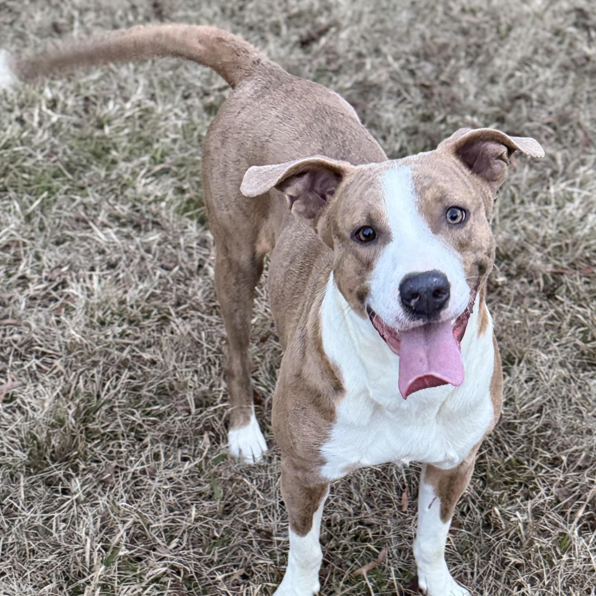 Enlarge Prancer, a ADOPTABLE mixed breed in Water Valley, MS image 1/4