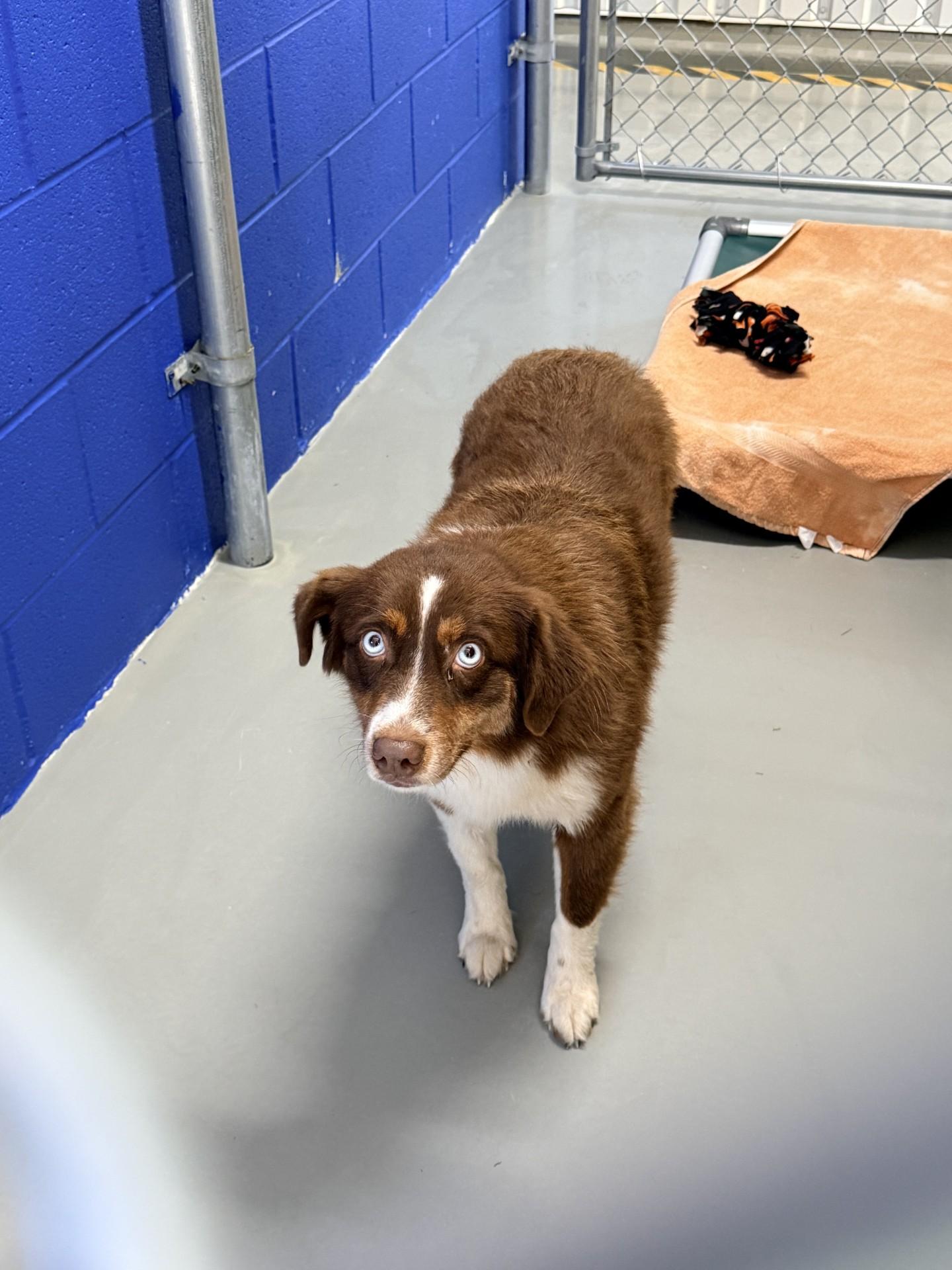 Coco, Adoptable, Adult Female Australian Shepherd.