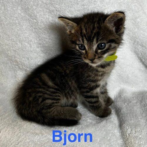 Enlarge Bjorn, a Adoptable American Shorthair in Paulina, LA image 1/4