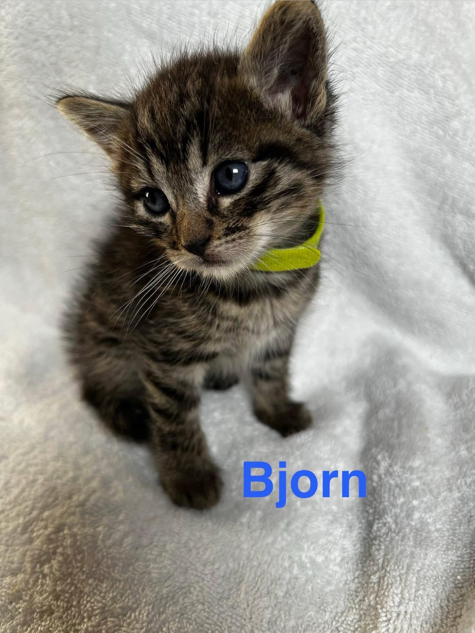 Enlarge Bjorn, a Adoptable American Shorthair in Paulina, LA image 2/4