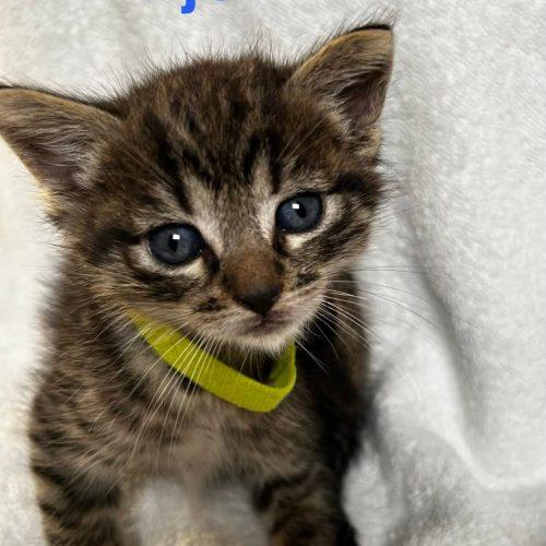 Enlarge Bjorn, a Adoptable American Shorthair in Paulina, LA image 3/4
