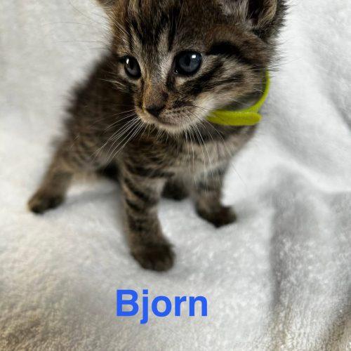 Enlarge Bjorn, a Adoptable American Shorthair in Paulina, LA image 4/4