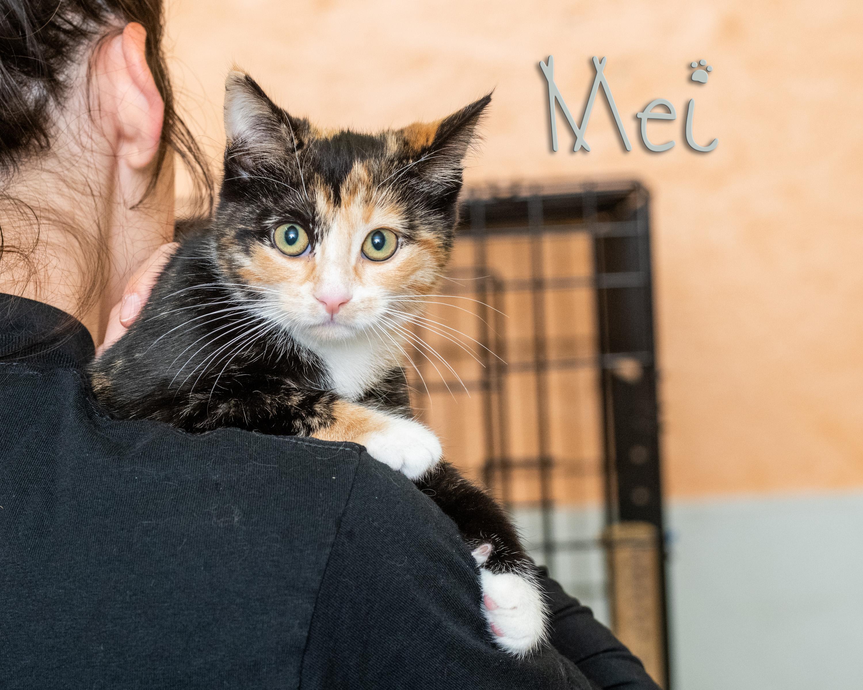 Mei, adopted, Kitten Female Domestic Short Hair.
