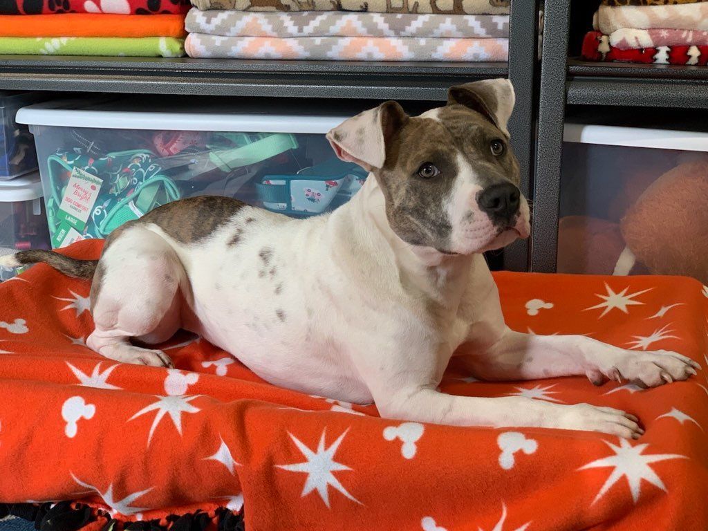 Ripley, Adoptable, Young Female American Staffordshire Terrier.