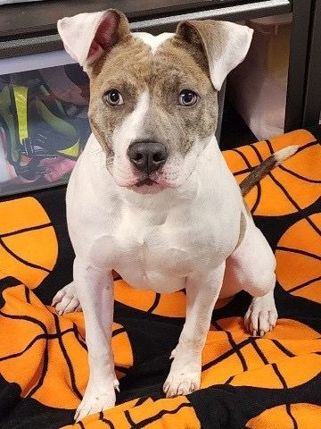 Ripley, a Adoptable American Staffordshire Terrier in Austin, TX image 2/4
