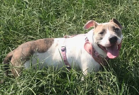 Ripley, a Adoptable American Staffordshire Terrier in Austin, TX image 4/4