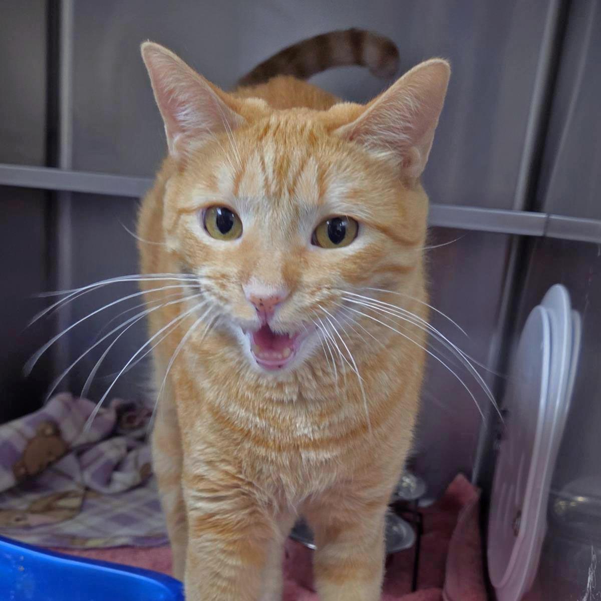 Enlarge Bubblegum Pop, a Adoptable Domestic Short Hair in Plover, WI image 1/3