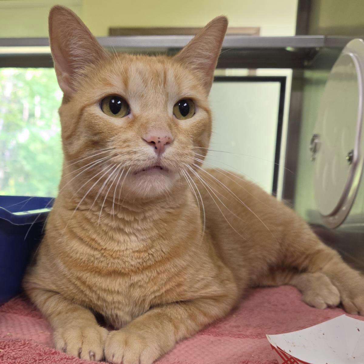 Enlarge Bubblegum Pop, a Adoptable Domestic Short Hair in Plover, WI image 2/3