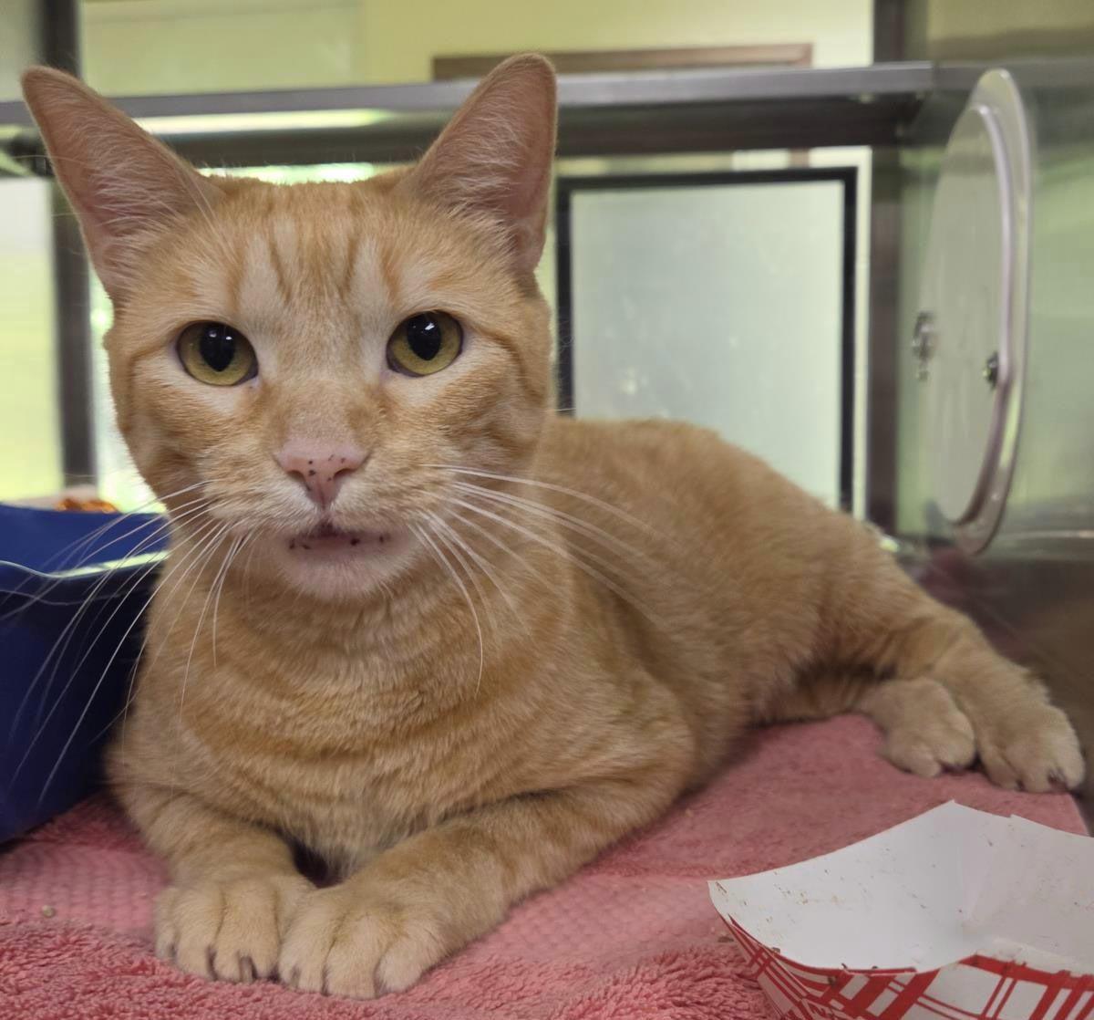 Enlarge Bubblegum Pop, a Adoptable Domestic Short Hair in Plover, WI image 3/3