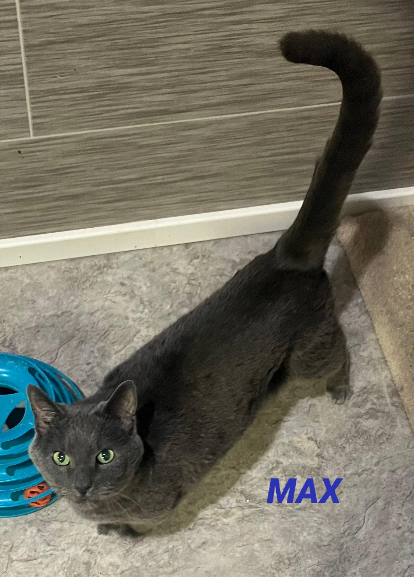 Enlarge Max - Foster Care, a Adopted Russian Blue in Mitchell, SD image 1/1