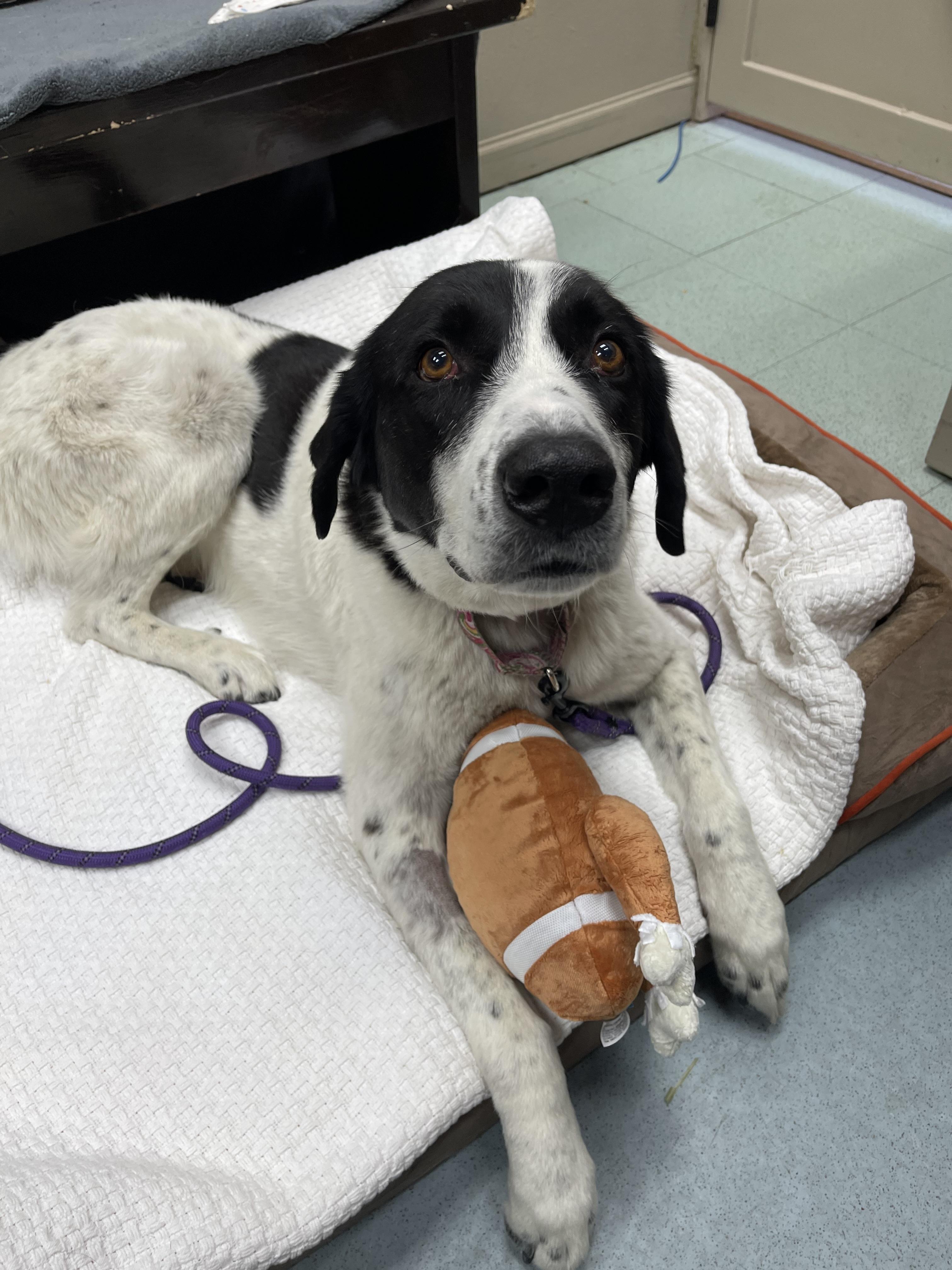 Mancha, a Adoptable mixed breed in Steamboat Springs, CO image 3/4
