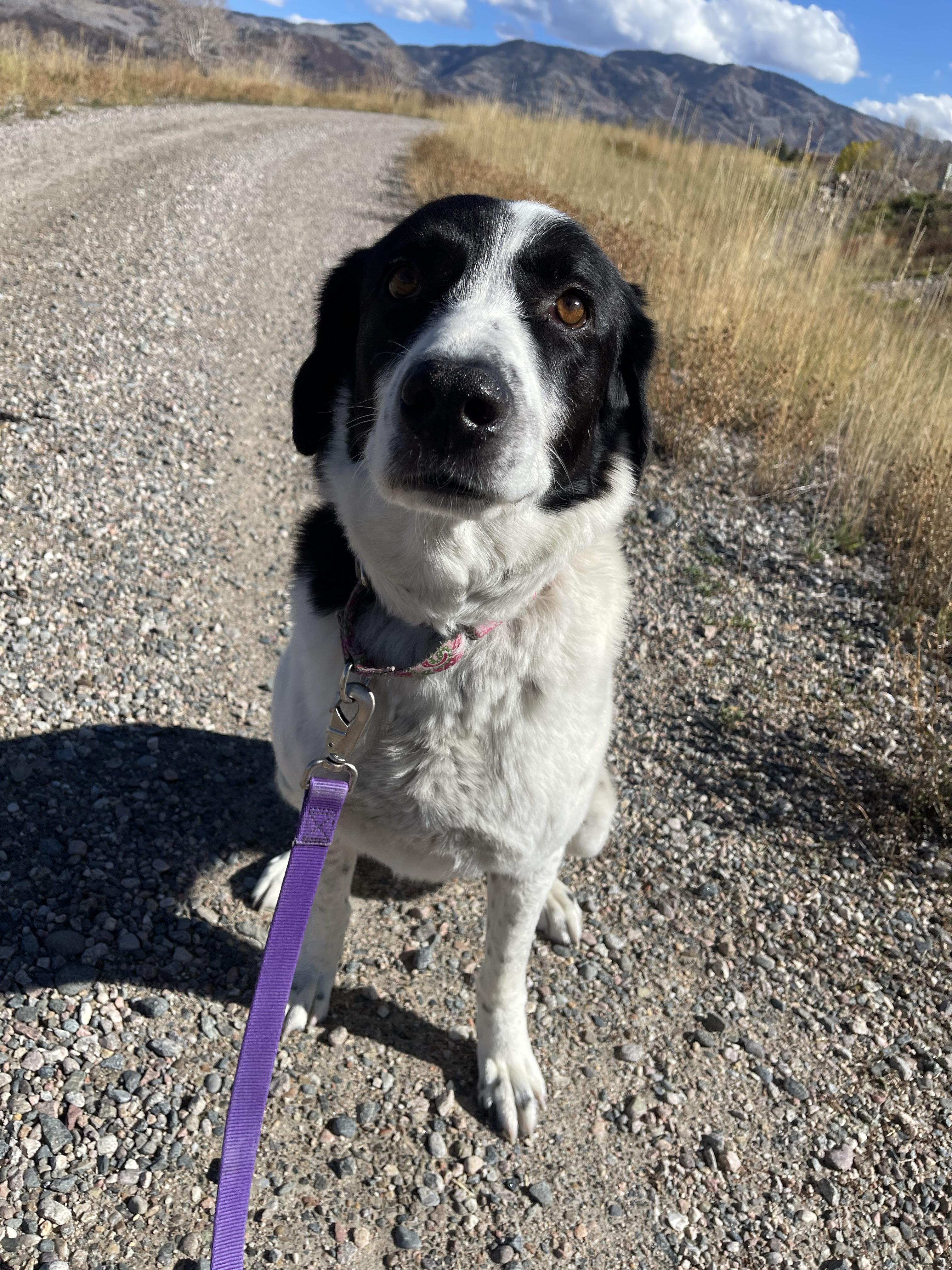 Mancha, an adoptable Shepherd in Steamboat Springs, CO, 80477 | Photo Image 5