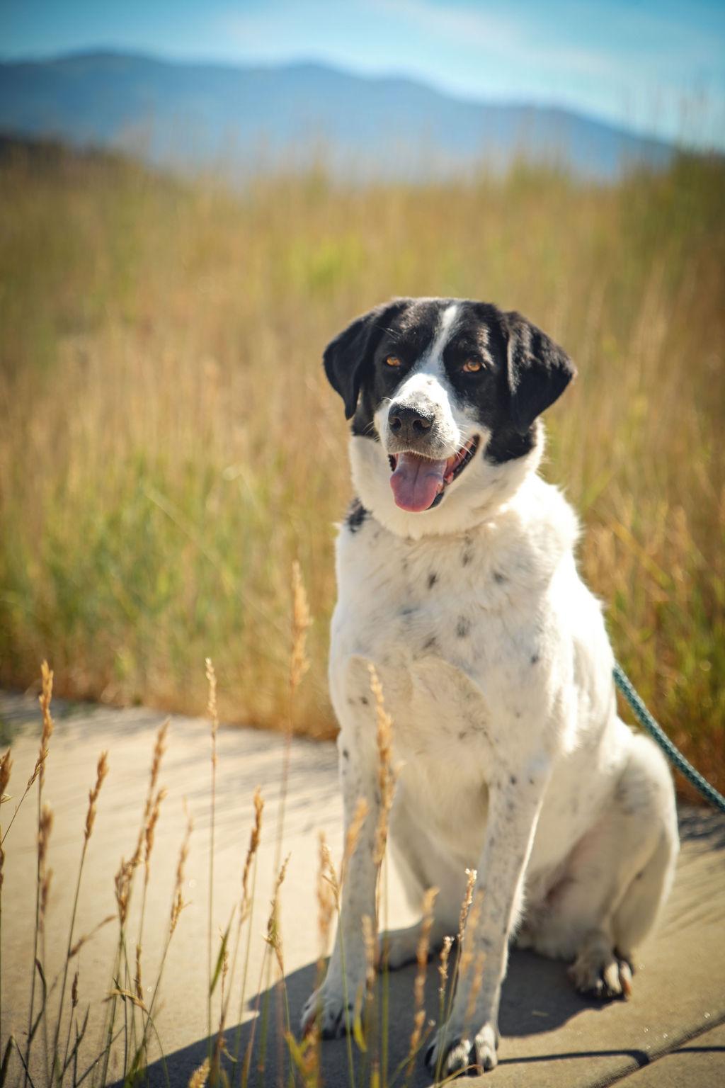 Mancha, a Adoptable mixed breed in Steamboat Springs, CO image 1/4
