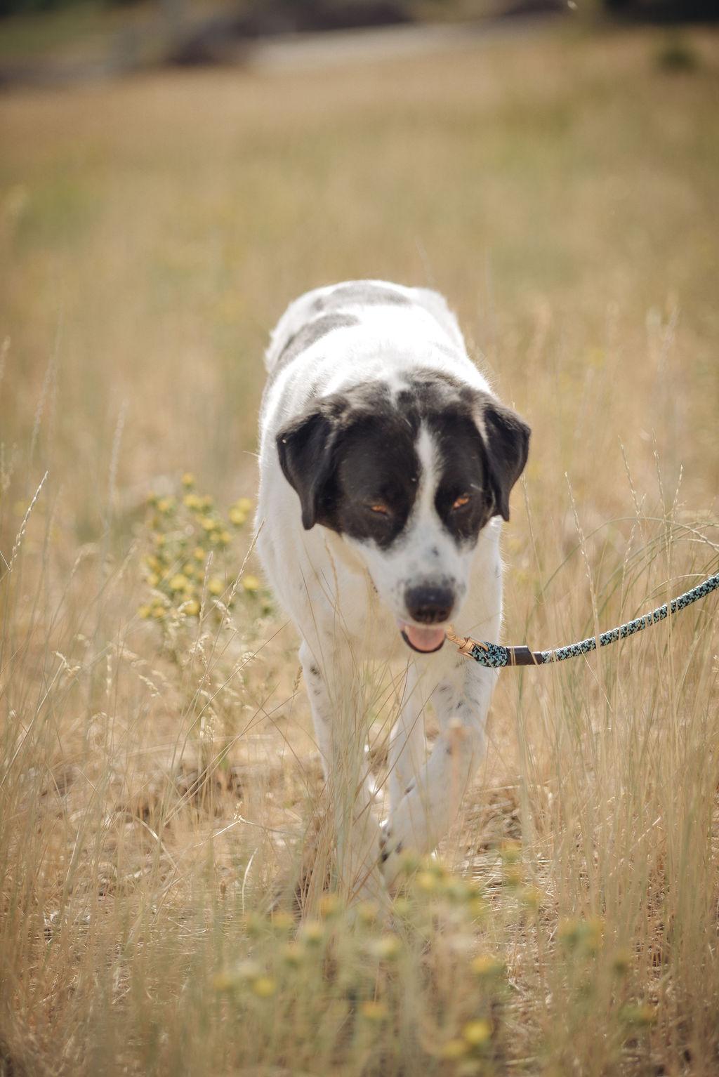 Mancha, a Adoptable mixed breed in Steamboat Springs, CO image 2/4