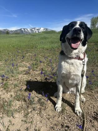 Mancha, a Adoptable mixed breed in Steamboat Springs, CO image 4/4