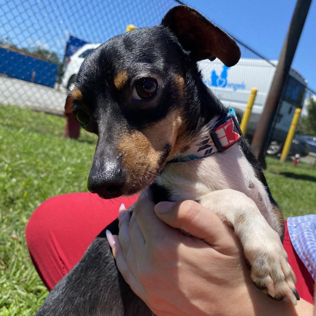 Fester, Adoptable, Adult Male Mixed Breed.