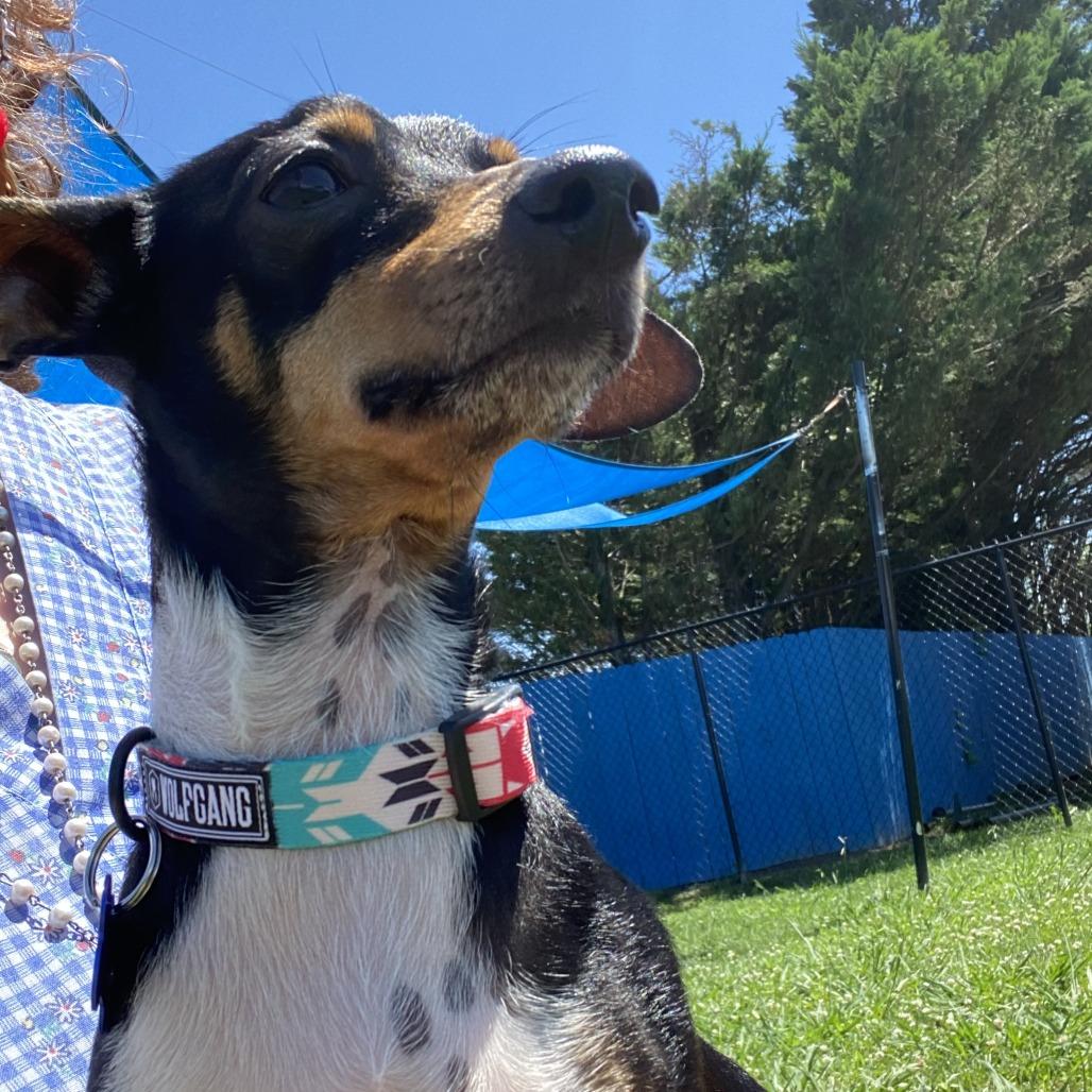 Enlarge Fester, a Adoptable Mixed Breed in Fletcher, NC image 2/4