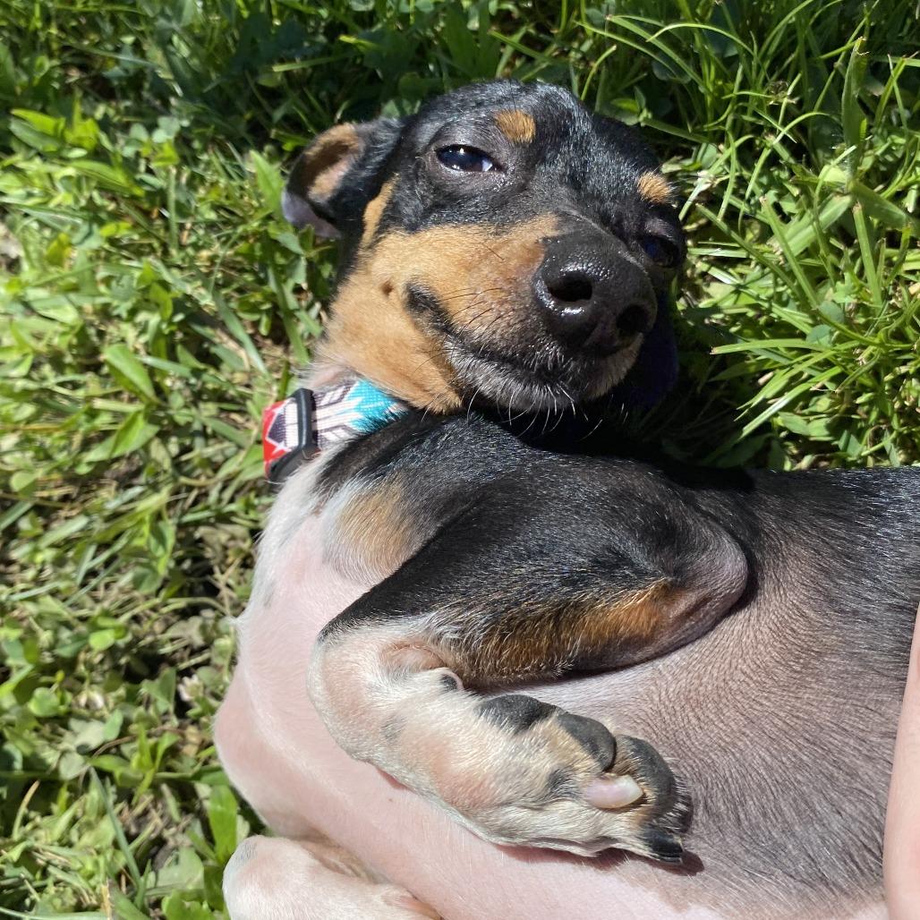 Enlarge Fester, a Adoptable Mixed Breed in Fletcher, NC image 3/4