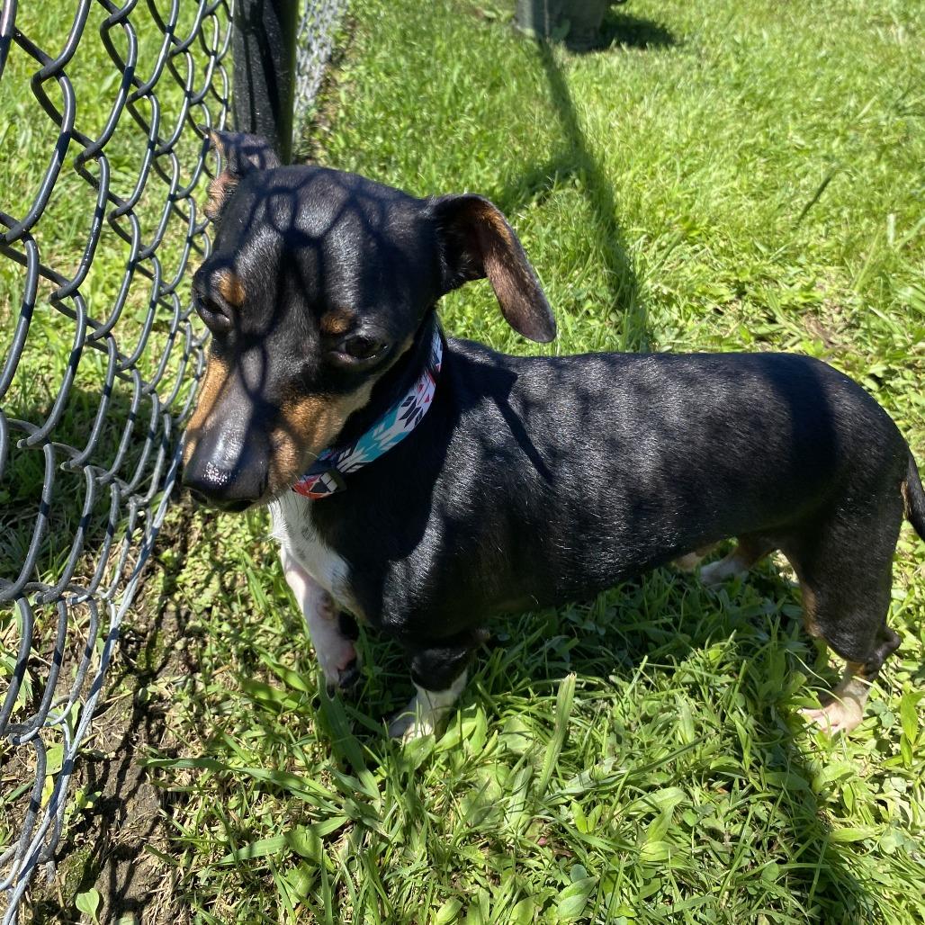 Enlarge Fester, a Adoptable Mixed Breed in Fletcher, NC image 4/4