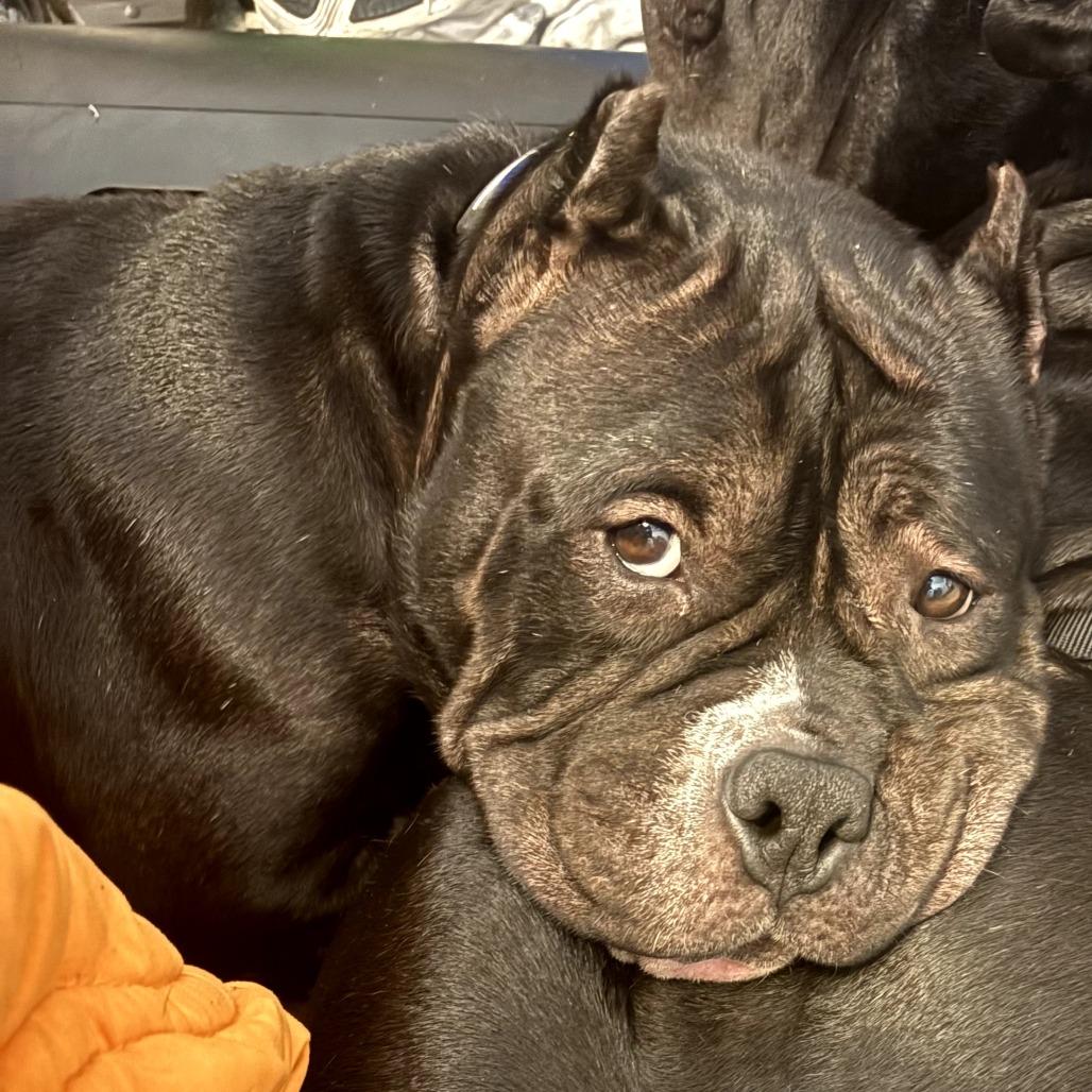 Bon Bon, Adoptable, Puppy Female English Bulldog & American Bulldog.