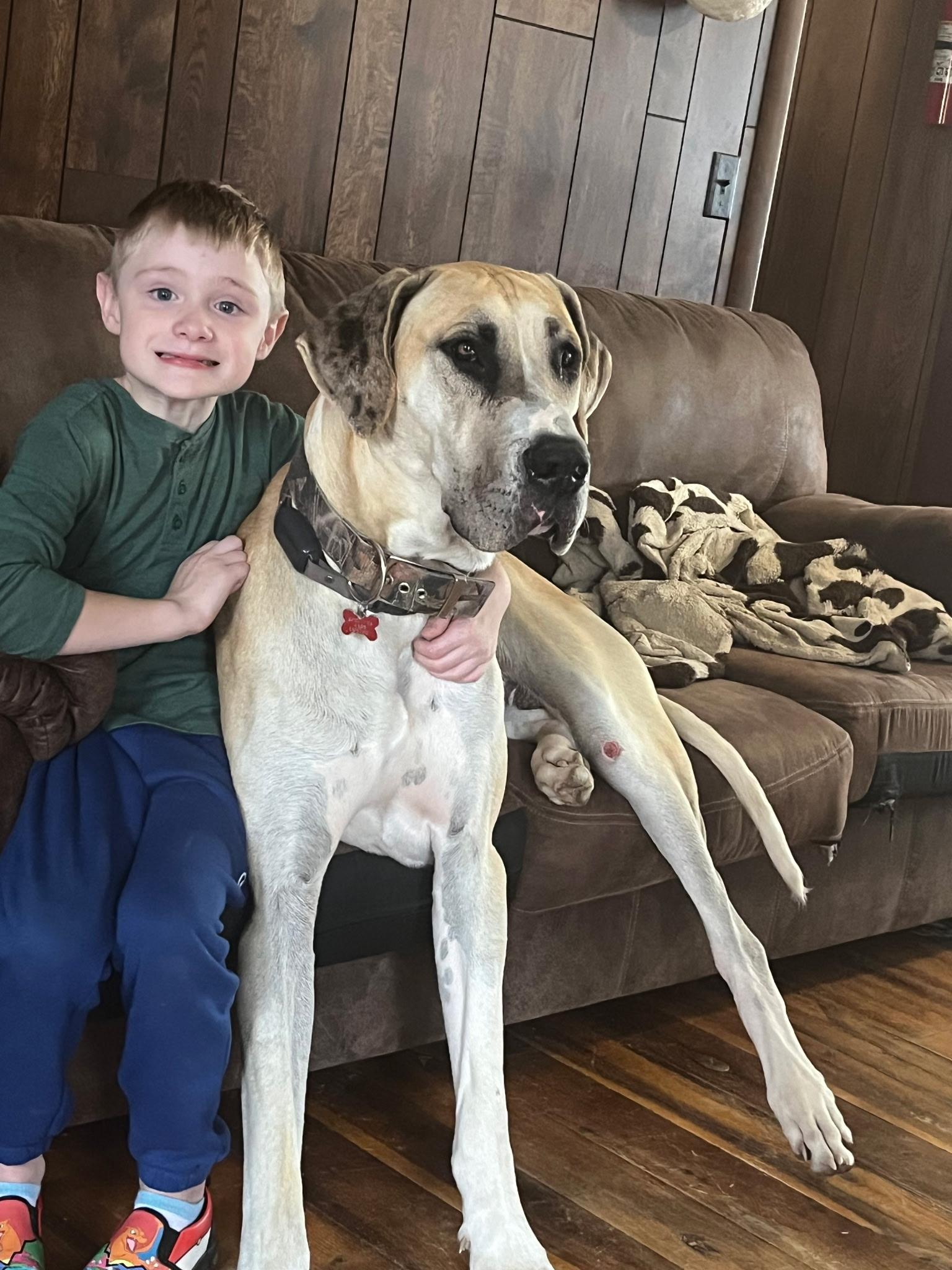 Enlarge Winston , a Adoptable Great Dane in Sherman, CT image 1/3