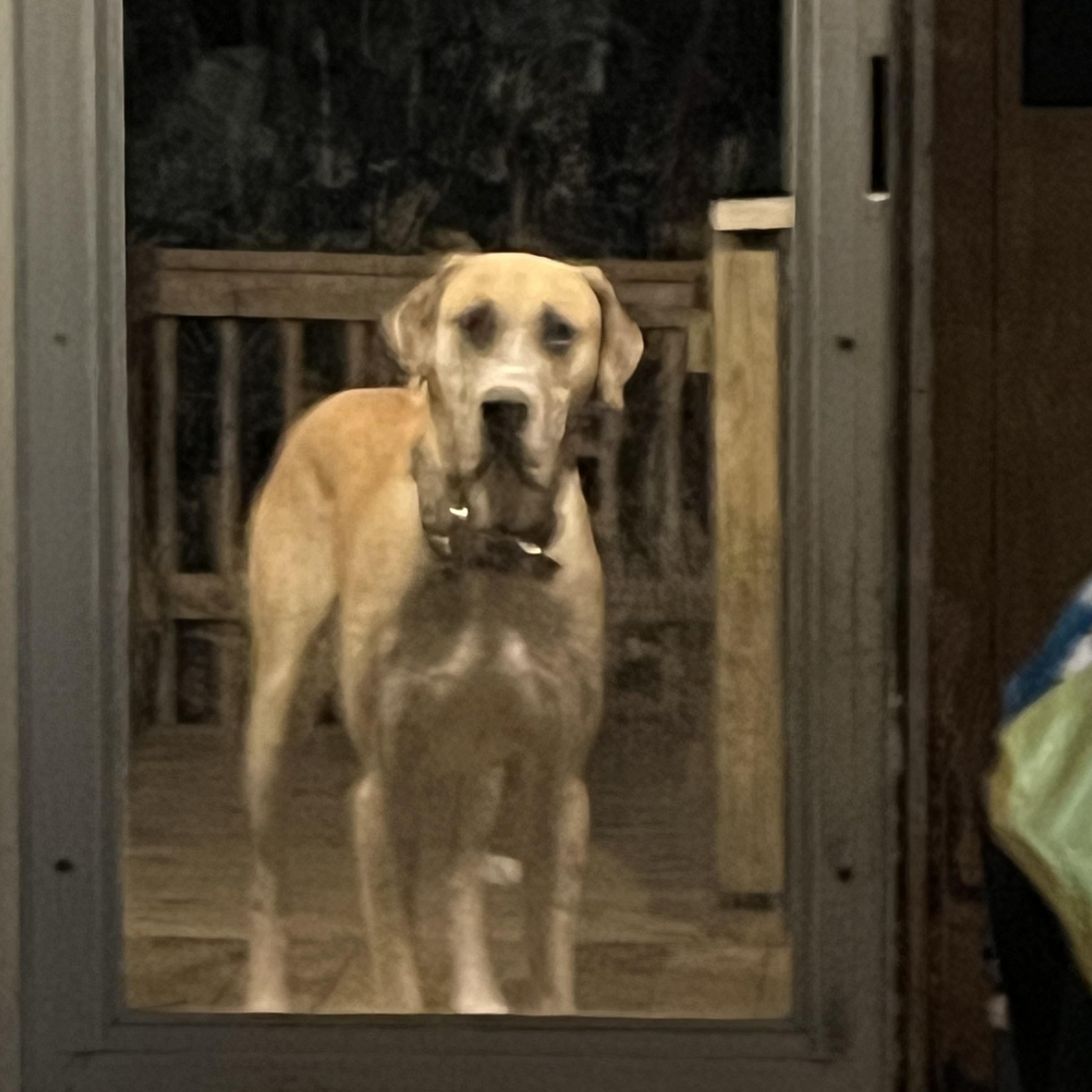 Enlarge Winston , a Adoptable Great Dane in Sherman, CT image 3/3