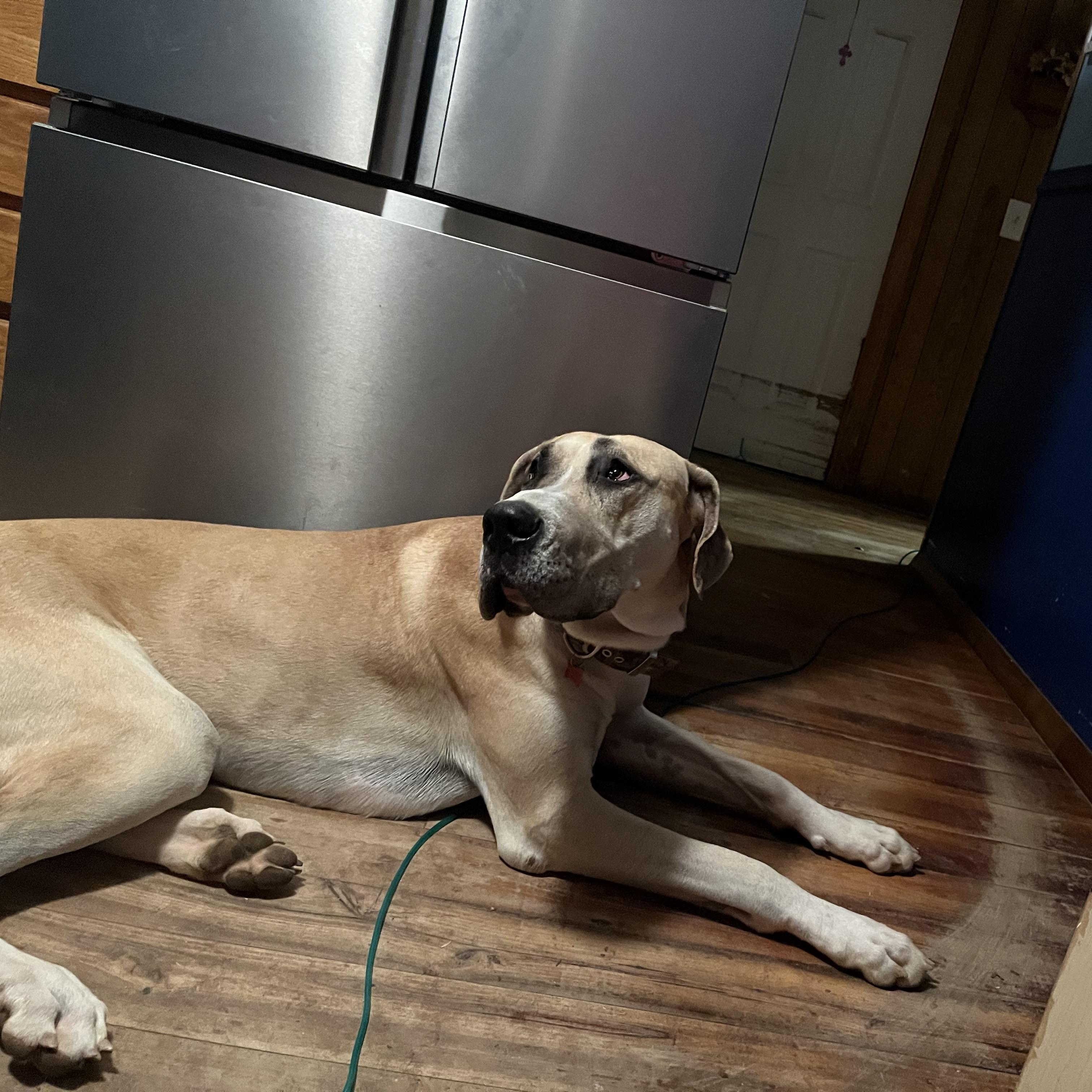 Enlarge Winston , a Adoptable Great Dane in Sherman, CT image 2/3