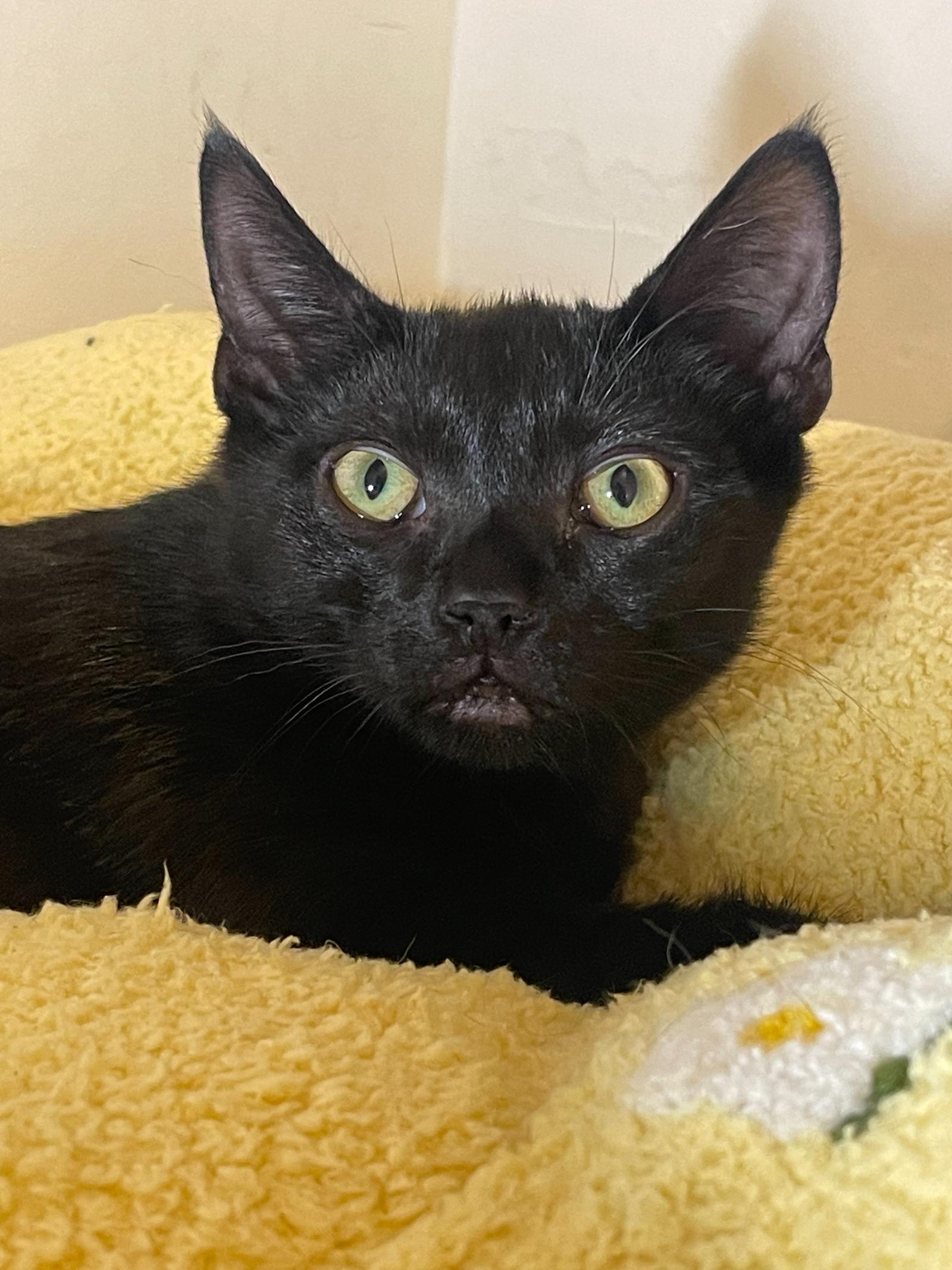 Tostada (bonded with Taco), Adoptable, Kitten Female Domestic Short Hair.