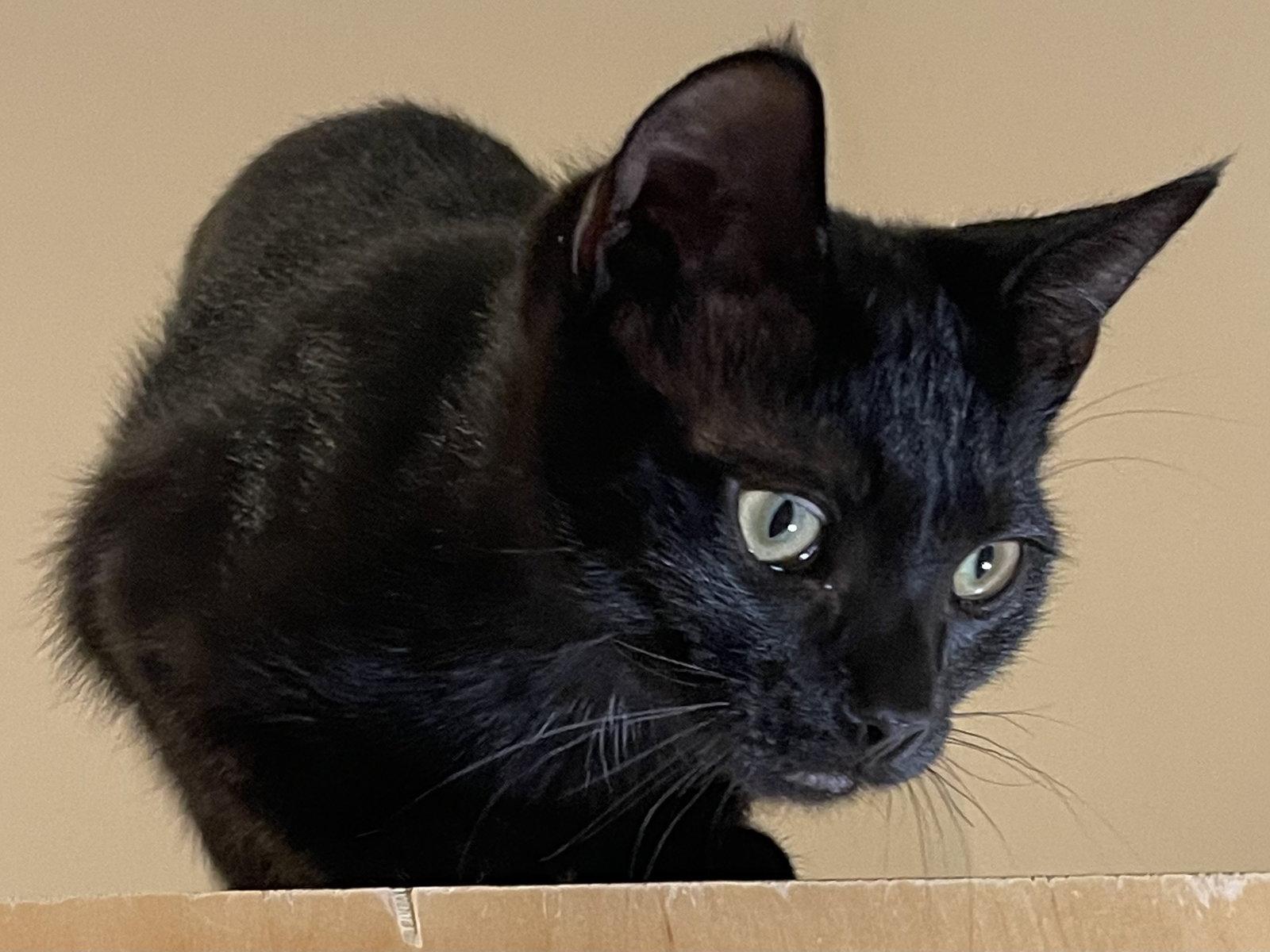Enlarge Tostada (bonded with Taco), a Adoptable Domestic Short Hair in Oakland, CA image 2/3