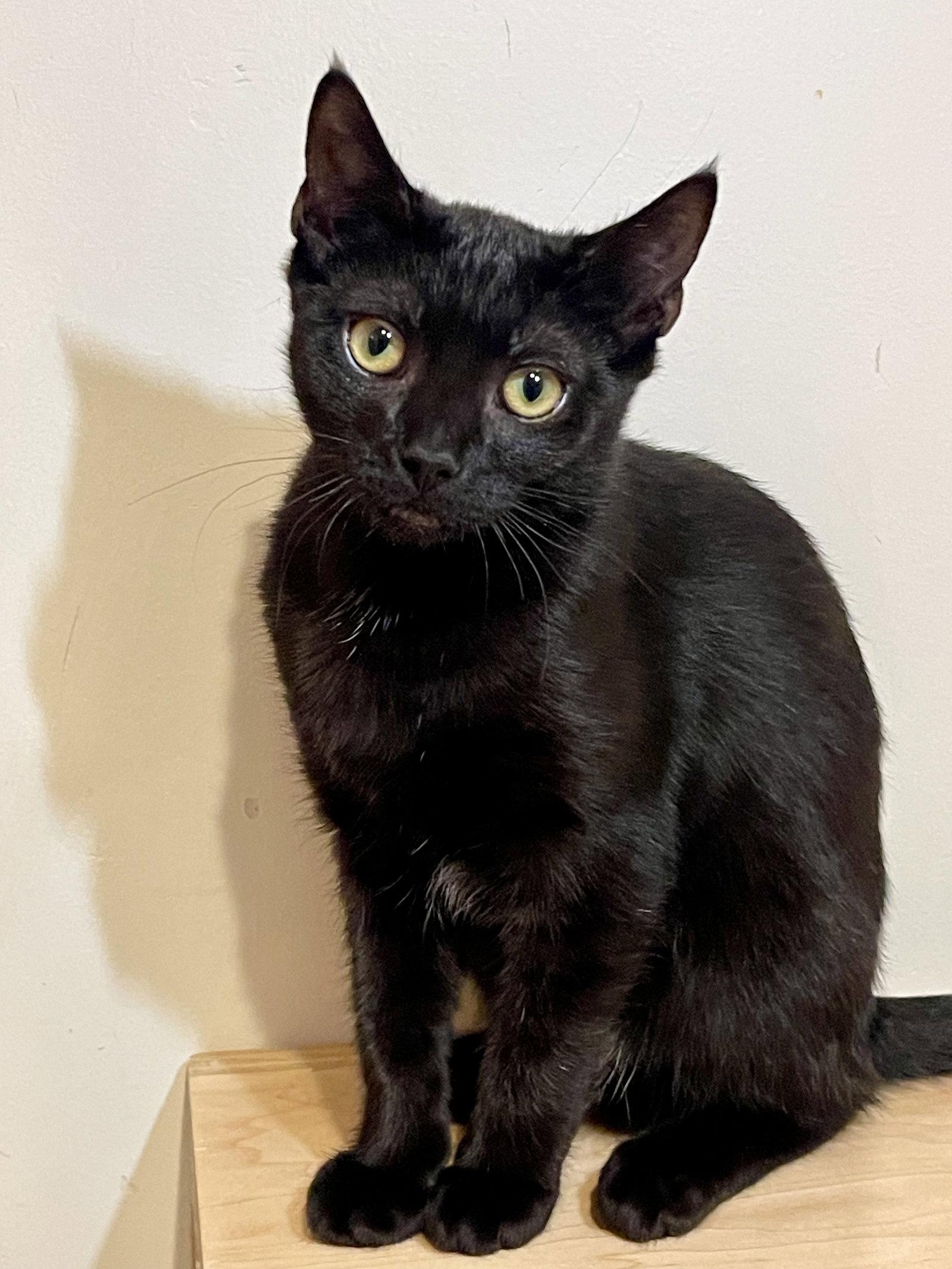 Enlarge Tostada (bonded with Taco), a Adoptable Domestic Short Hair in Oakland, CA image 3/3