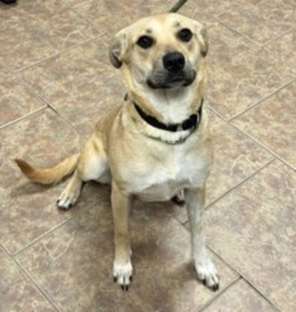 Enlarge Maggie, a Adoptable mixed breed in Littleton, CO image 1/1