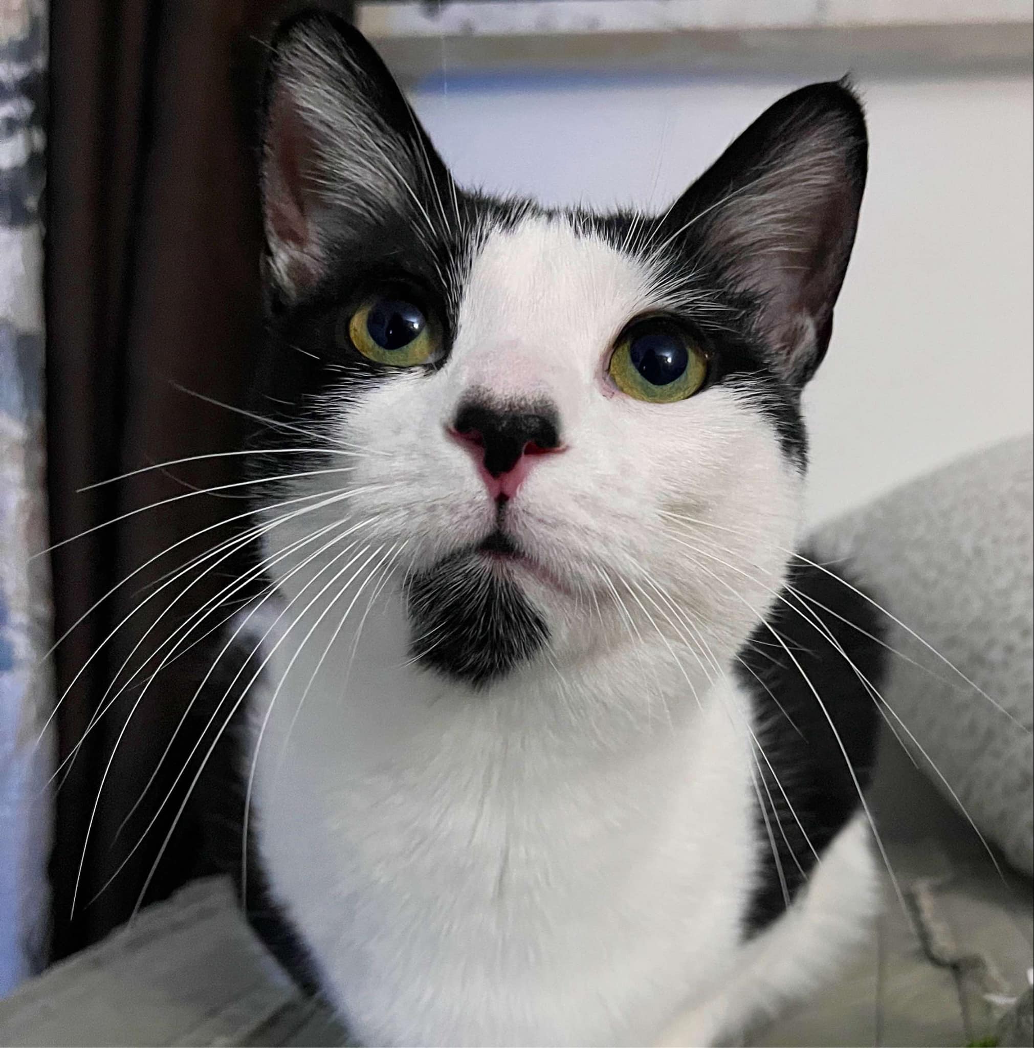 Cat for adoption Chloe, a Domestic Short Hair & American Shorthair