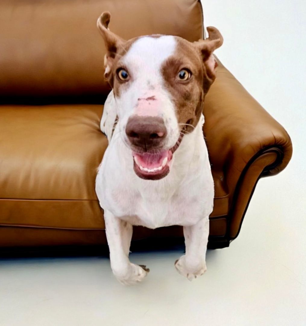 Enlarge Hazelnut , a Adoptable Pointer in Bethel, CT image 2/6