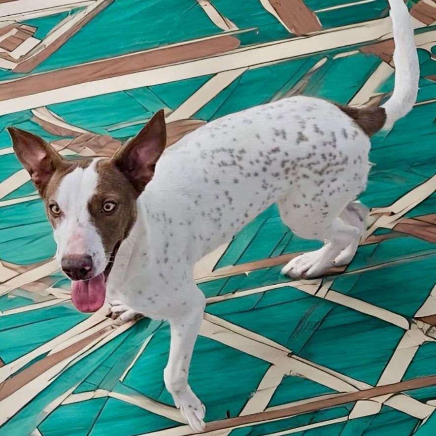 Enlarge Hazelnut , a Adoptable Pointer in Bethel, CT image 1/6