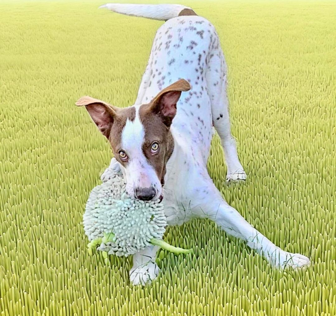 Enlarge Hazelnut , a Adoptable Pointer in Bethel, CT image 3/6