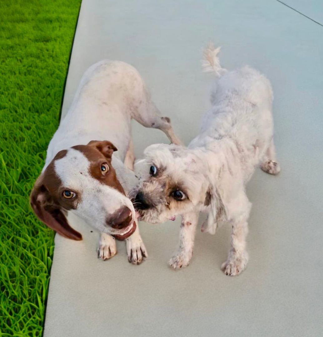 Enlarge Hazelnut , a Adoptable Pointer in Bethel, CT image 4/6