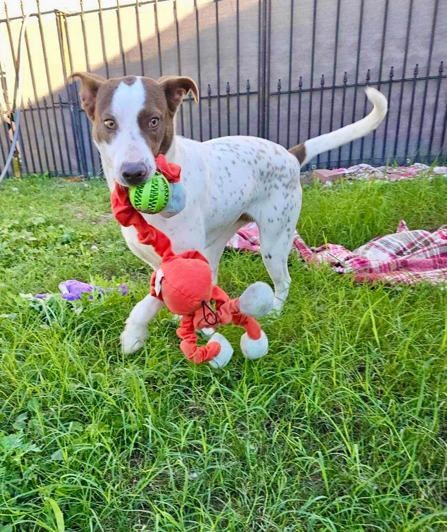 Enlarge Hazelnut , a Adoptable Pointer in Bethel, CT image 5/6