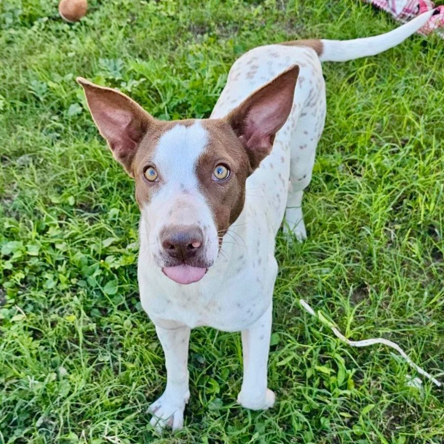Enlarge Hazelnut , a Adoptable Pointer in Bethel, CT image 6/6